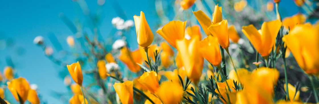 Olivia Hood Cover Image